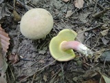Boletus chrysenteron image