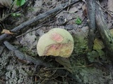 Boletus chrysenteron image