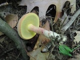 Boletus chrysenteron image