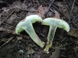 Boletus chrysenteron image