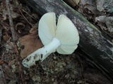 Russula rubescens image