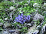 Ramariopsis pulchella image