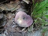 Russula mariae image
