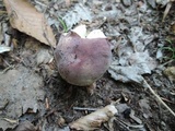Russula mariae image