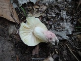 Russula mariae image