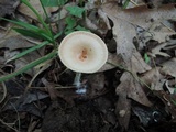 Clitocybe gibba image