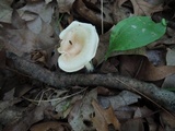 Clitocybe gibba image