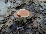 Clitocybe costata image