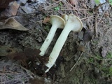 Clitocybe costata image