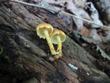 Pholiota granulosa image