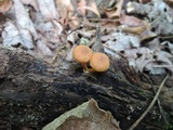 Pholiota granulosa image