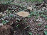 Hymenopellis furfuracea image