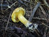 Suillus americanus image