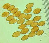 Cortinarius cacodes image
