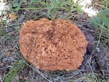 Sparassis americana f. arizonica image