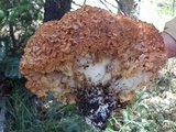 Sparassis americana f. arizonica image
