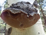 Phellinus tremulae image
