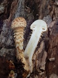 Pholiota squarrosa image
