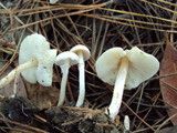 Lepiota cristata image