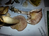 Hygrophorus erubescens image