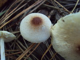 Lepiota cristata image