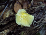 Bolbitius vitellinus image