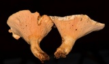 Lactarius piperatus image