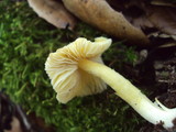 Bolbitius vitellinus image