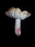 Russula violeipes image