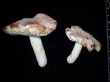 Russula violeipes image