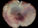 Russula violeipes image