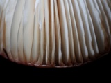 Russula violeipes image
