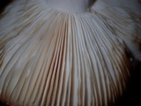 Russula violeipes image