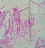 Russula violeipes image