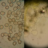 Pluteus chrysophaeus image
