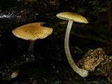 Pluteus chrysophaeus image