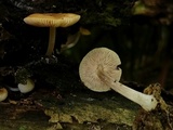Pluteus chrysophaeus image