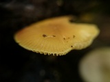 Pluteus chrysophaeus image