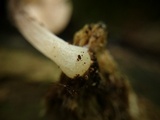 Pluteus chrysophaeus image