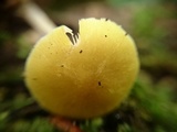 Pluteus chrysophaeus image