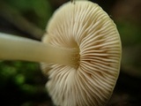 Pluteus chrysophaeus image