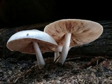 Pluteus petasatus image