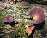 Lentinus strigosus image