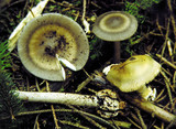 Amanita battarrae image