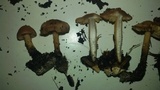 Marasmius oreades image