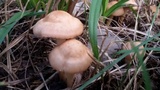 Marasmius oreades image