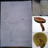 Boletus rubellus image