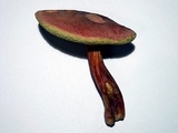 Boletus rubellus image