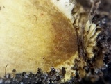 Boletus rubellus image