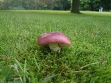 Russula graveolens image
